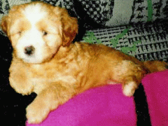 dara3.gif(28 kb)